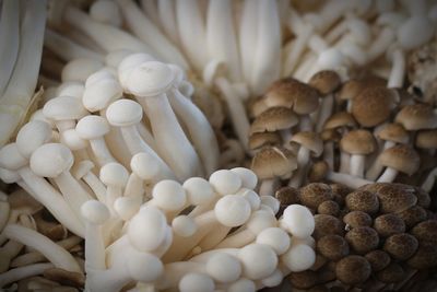 Close-up of mushrooms