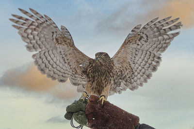 Low angle view of bird flying against sky