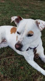 High angle view of dog lying on field