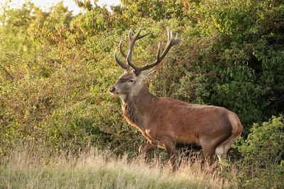 Deer standing on field