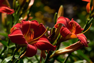 Close-up of red day lillies 