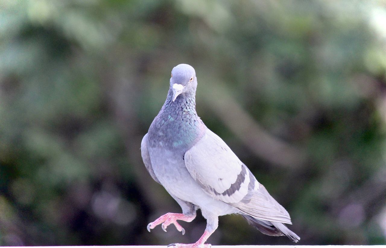 CLOSE-UP OF SEAGULL PERCHING ON A HUMAN HAND