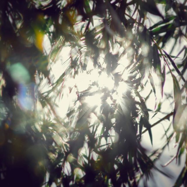 growth, tree, branch, leaf, nature, low angle view, beauty in nature, full frame, tranquility, backgrounds, close-up, sunlight, day, outdoors, selective focus, no people, focus on foreground, plant, freshness, green color