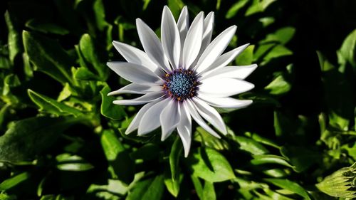 Close-up of white flower blooming outdoors