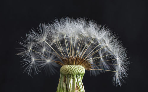 Close-up of dandelion seeds against black background