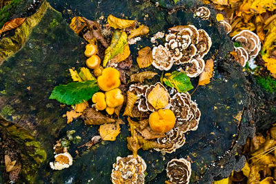 High angle view of mushrooms growing on tree trunk
