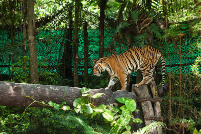 Cat in a forest