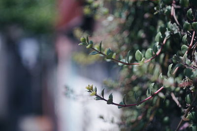 Close-up of flowering plant