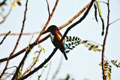 Low angle view of bird perching on branch