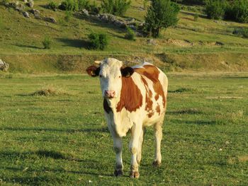 Cow standing in a field