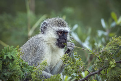 Close-up of a monkey on tree