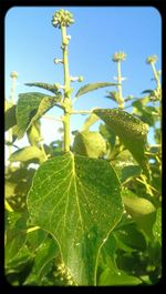 Close-up of leaves