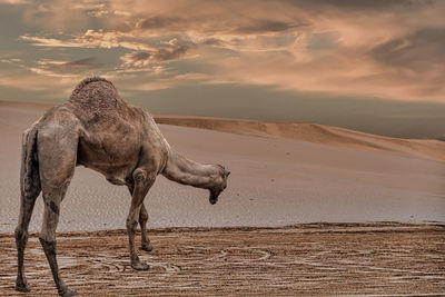 View of a camel on sand