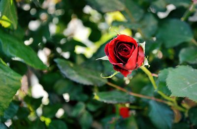 Close-up of red rose blooming outdoors