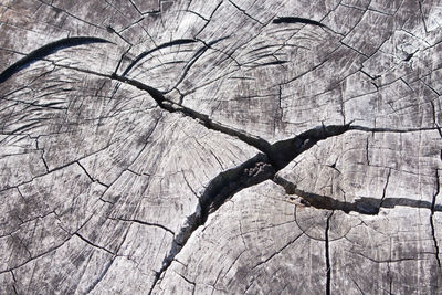 Full frame shot of tree trunk