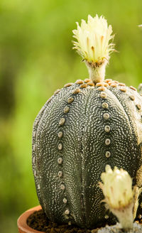 Close-up of succulent plant