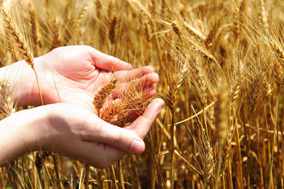 Close-up of hand holding wheat