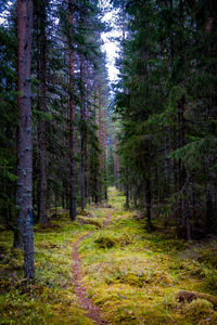 Road passing through forest