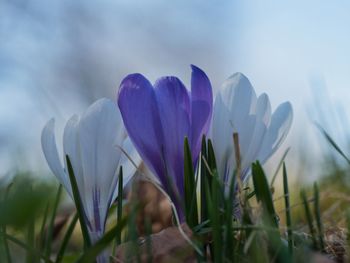 Close-up of purple crocus flowers on field against sky