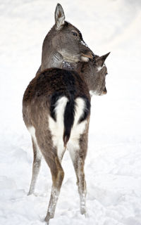 View of a horse on snow covered field