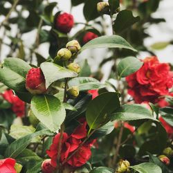 Close-up of red berries growing on plant