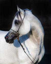 Close-up of an animal