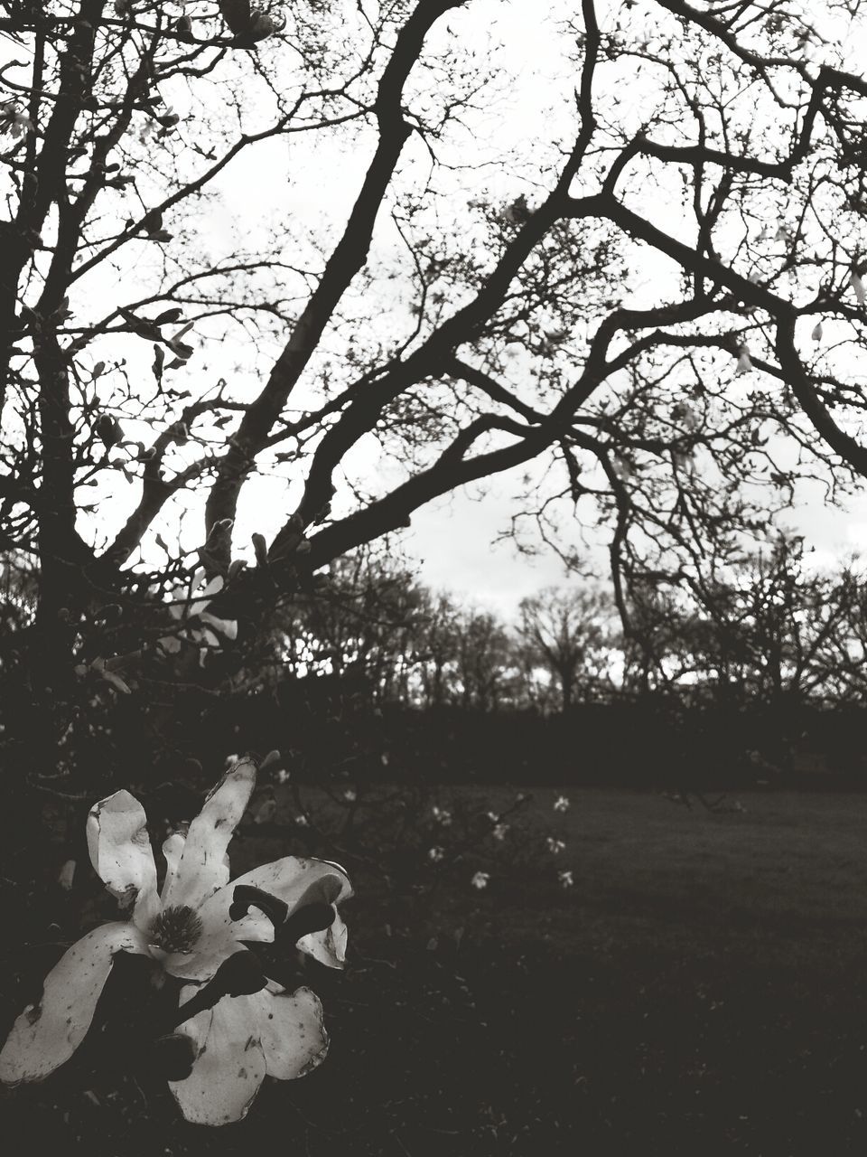 tree, branch, bare tree, tranquility, nature, growth, tranquil scene, beauty in nature, sky, field, scenics, tree trunk, landscape, outdoors, no people, day, sunlight, park - man made space, non-urban scene, silhouette