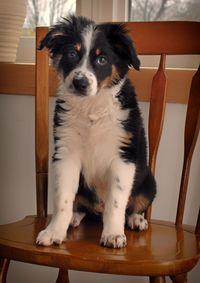 Portrait of dog sitting