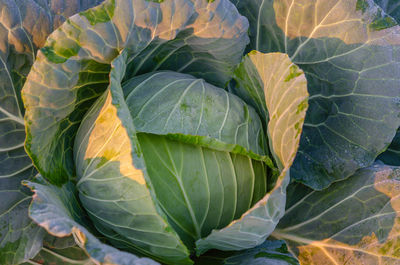 Close-up of fresh green leaf