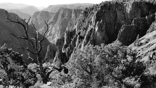 Plants growing on rocky mountains