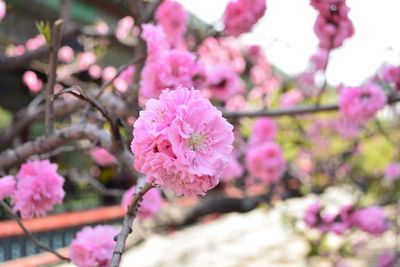 Close-up of pink flowers blooming on tree