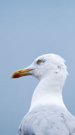 Close-up portrait of a seagull shoot with a canon 80d and a tamron 200-400mm