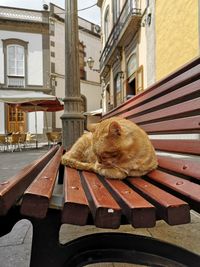 Cat sitting on bench against building