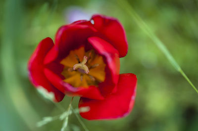 Close-up of red flowers