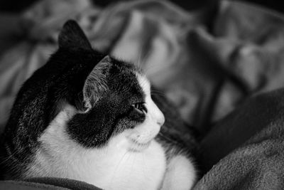 Close-up of cat lying on bed