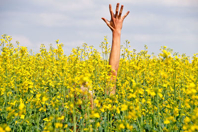 Young woman with arm raised in oilseed rape field
