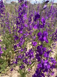 Close-up of purple flowering plants on field