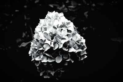 Close-up of flower blooming against black background