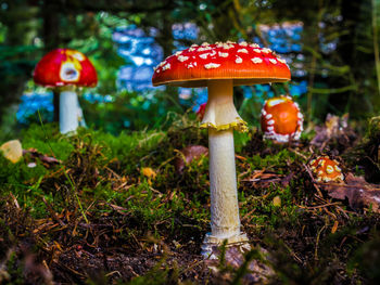 Close-up of mushroom growing on field