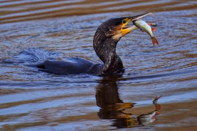 Cormorant fishing in lake