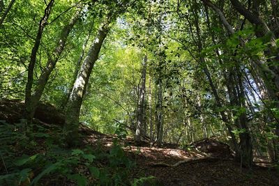 Low angle view of trees against sky