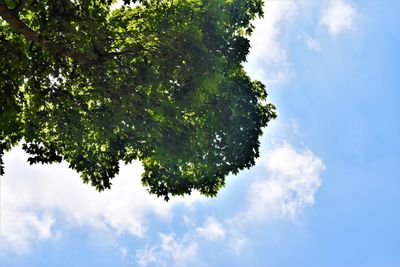 Low angle view of tree against sky