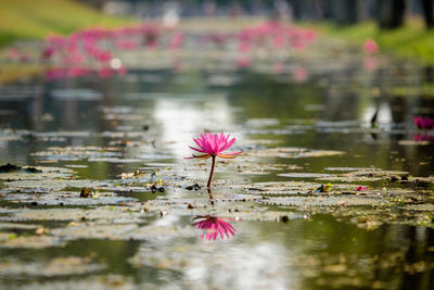 Pink lotus water lily blooming in lake