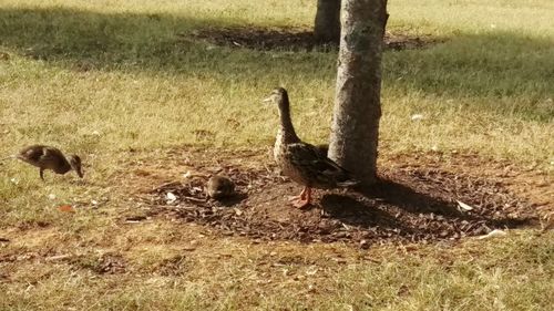 View of a bird on field