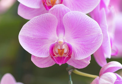 Close-up of pink flowering plant