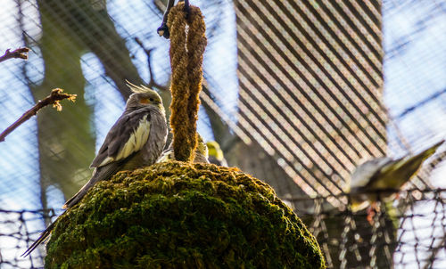 Low angle view of bird perching on tree