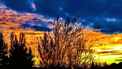 Close-up of silhouette tree against dramatic sky