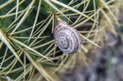 Close-up of snail on plant