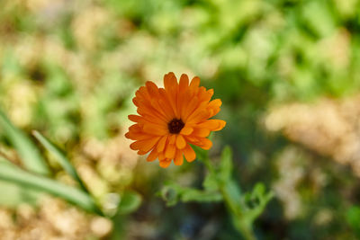 Close-up of orange flower against blurred background