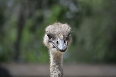 Close-up portrait of ostrich